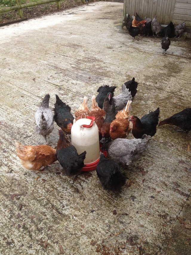 Image 3 of FOR SALE POL CHICKENS..........