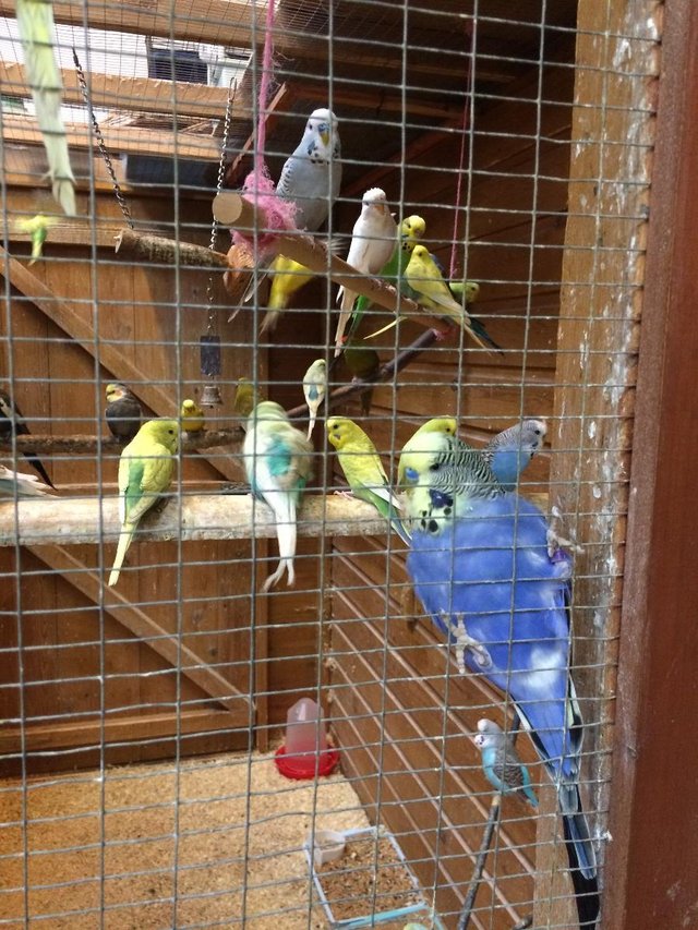 Image 3 of Budgies for Sale