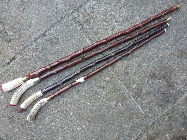 Image 6 of Wood Show canes with antler horn ends