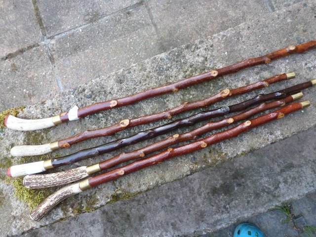 Image 7 of Wood Show canes with antler horn ends