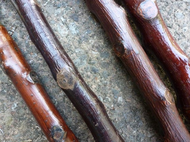 Image 8 of Wood Show canes with antler horn ends