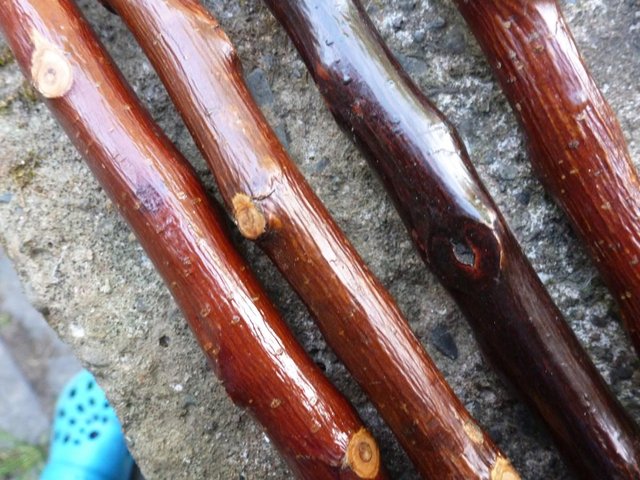 Image 11 of Wood Show canes with antler horn ends