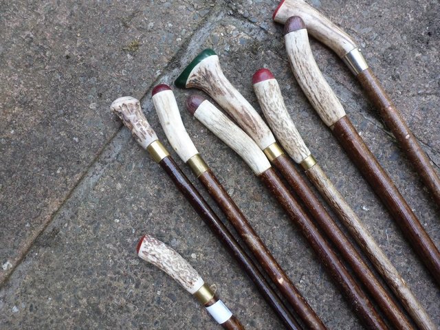 Image 12 of Wood Show canes with antler horn ends