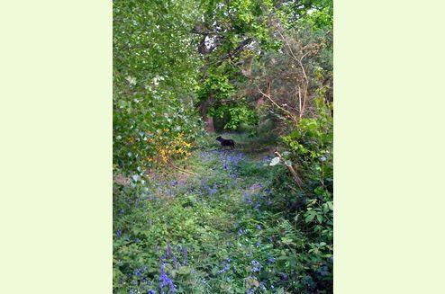 Image 2 of 20 acre Off grid peaceful woodland for private or commercial