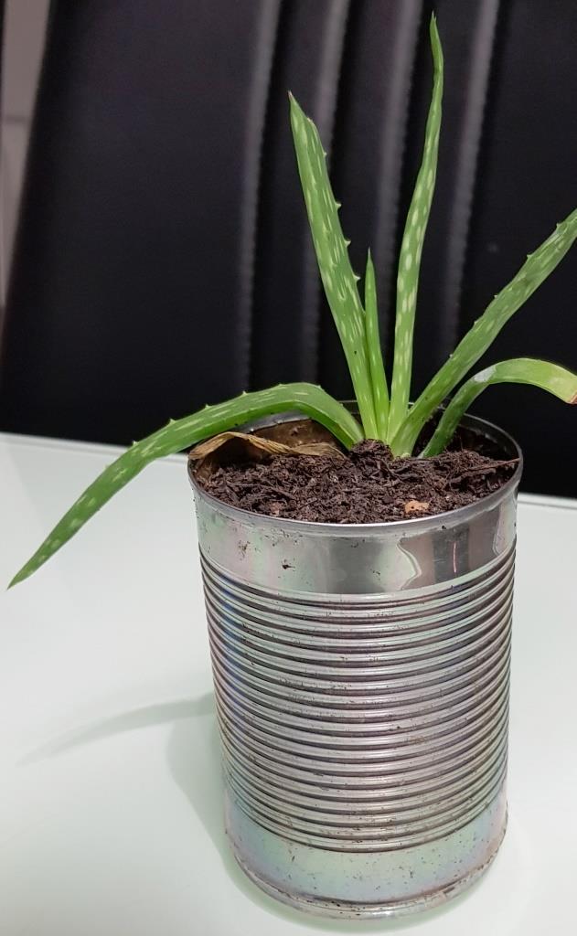 Preview of the first image of Aloe Vera plant 4", other sizes available.