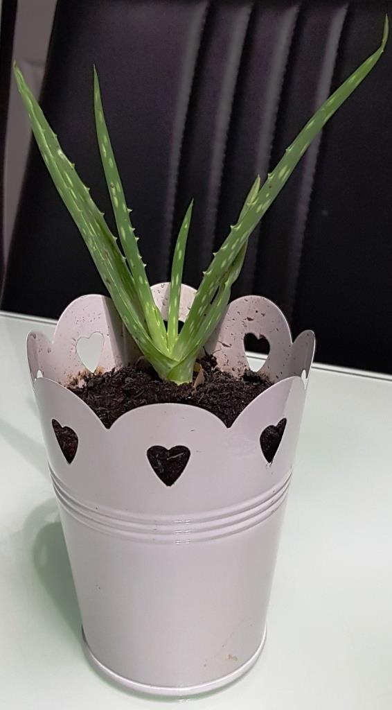 Image 2 of Aloe Vera plant 4", other sizes available