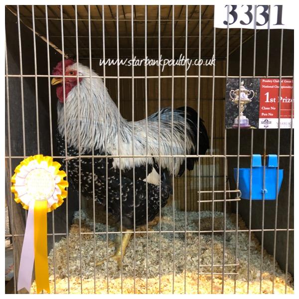 Image 34 of *POULTRY FOR SALE,EGGS,CHICKS,GROWERS,POL PULLETS*