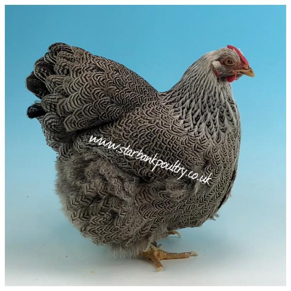 Image 36 of *POULTRY FOR SALE,EGGS,CHICKS,GROWERS,POL PULLETS*