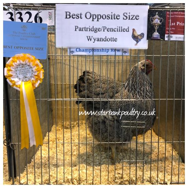 Image 37 of *POULTRY FOR SALE,EGGS,CHICKS,GROWERS,POL PULLETS*