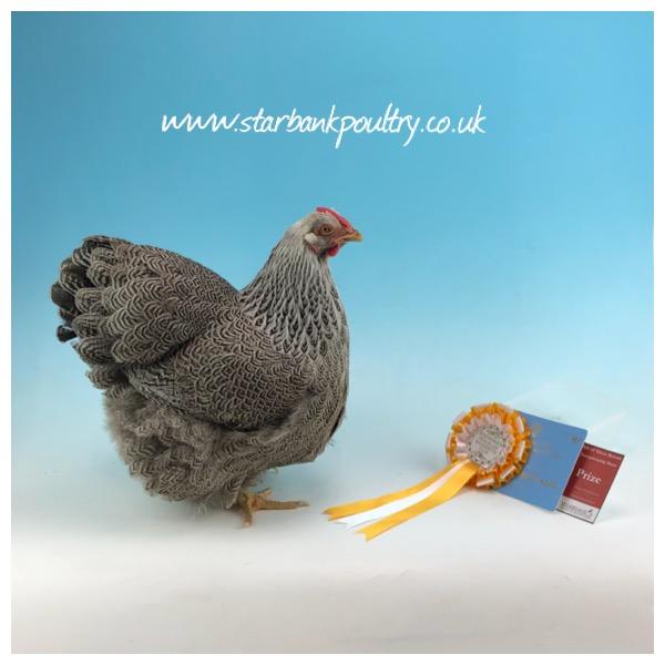 Image 38 of *POULTRY FOR SALE,EGGS,CHICKS,GROWERS,POL PULLETS*