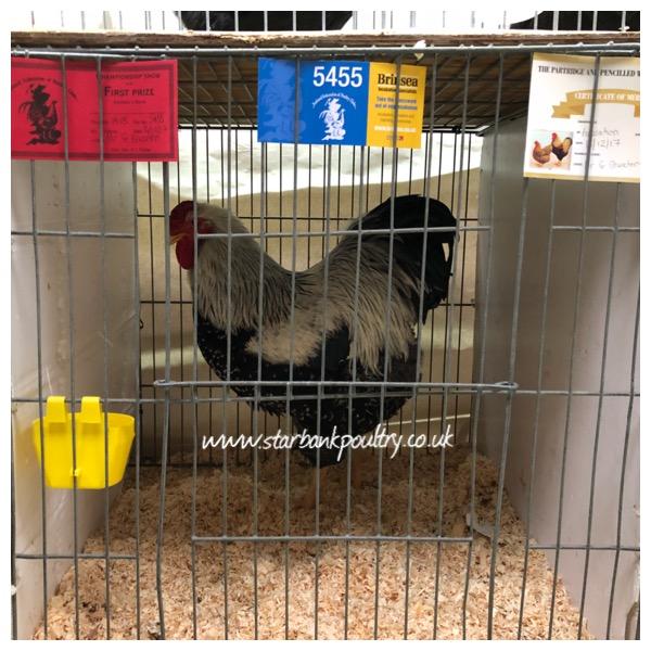 Image 39 of *POULTRY FOR SALE,EGGS,CHICKS,GROWERS,POL PULLETS*