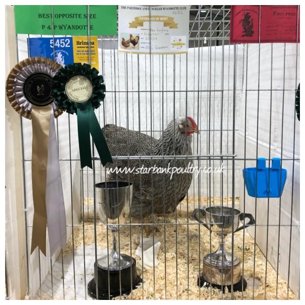 Image 40 of *POULTRY FOR SALE,EGGS,CHICKS,GROWERS,POL PULLETS*