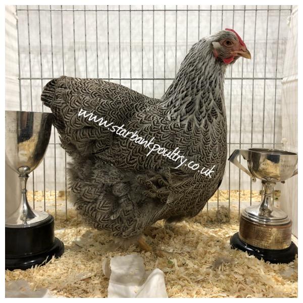 Image 41 of *POULTRY FOR SALE,EGGS,CHICKS,GROWERS,POL PULLETS*