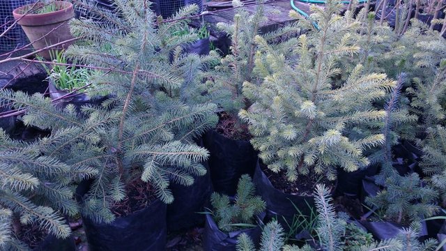 Preview of the first image of Serbian Spruce.