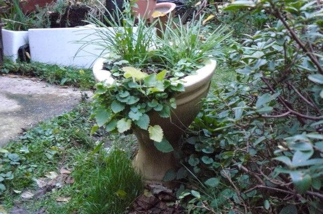 Image 3 of Garden planter, rustic,very old toilet unusual shaped WC pan