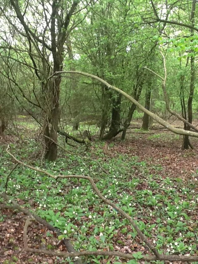 Image 10 of 20 acre Off grid peaceful woodland for private or commercial