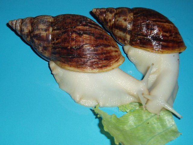 Image 2 of "RETIC" GIANT AFRICAN LAND SNAILS.