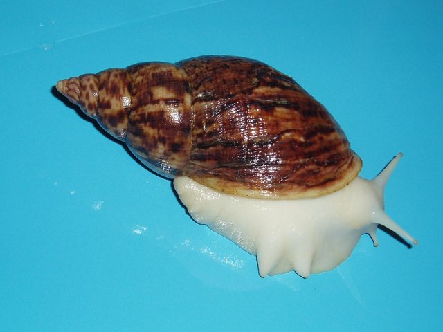 Image 3 of "RETIC" GIANT AFRICAN LAND SNAILS.