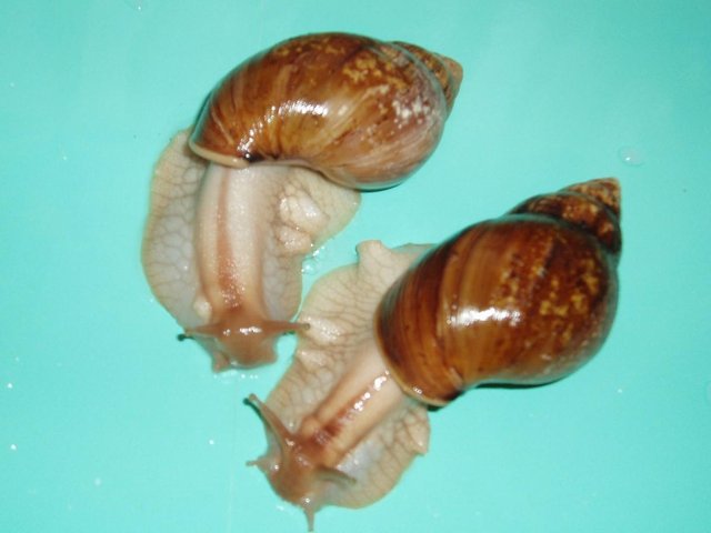 Preview of the first image of "GOLD" GIANT AFRICAN LAND SNAILS..