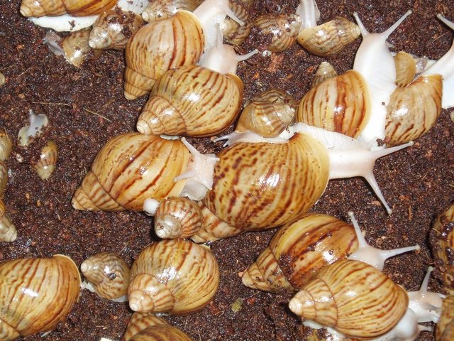 Image 2 of "GOLD" GIANT AFRICAN LAND SNAILS.