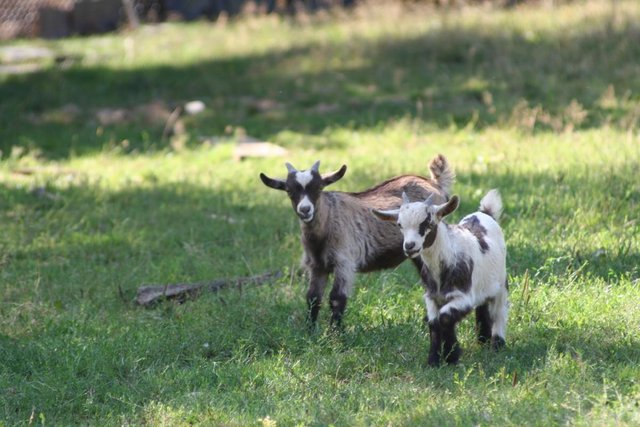 Image 2 of Pygmy goats whether just over 5 months old for sale