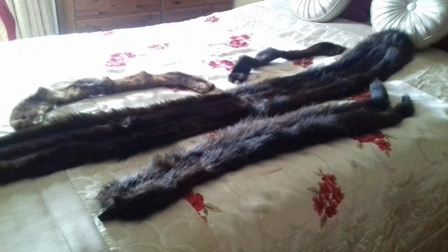 Preview of the first image of fur....wrap and collars.