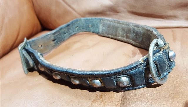 Preview of the first image of Vintage studded leather dog collar.