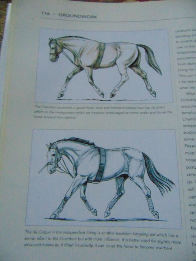 Image 2 of Complementary Therapies For Horses and Riders suit a student