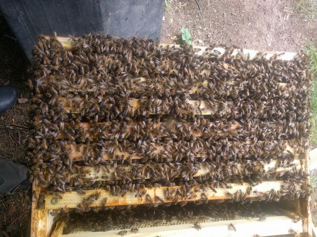 Image 2 of Honey bess -overwintered colony for sell