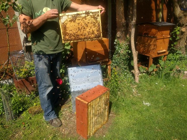 Preview of the first image of Honey bess -overwintered colony for sell.