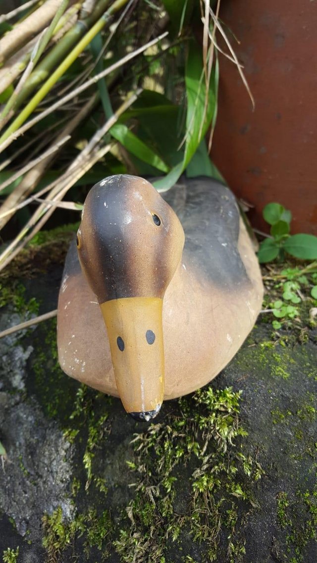 Image 2 of Plastic Decoy Mallard Duck