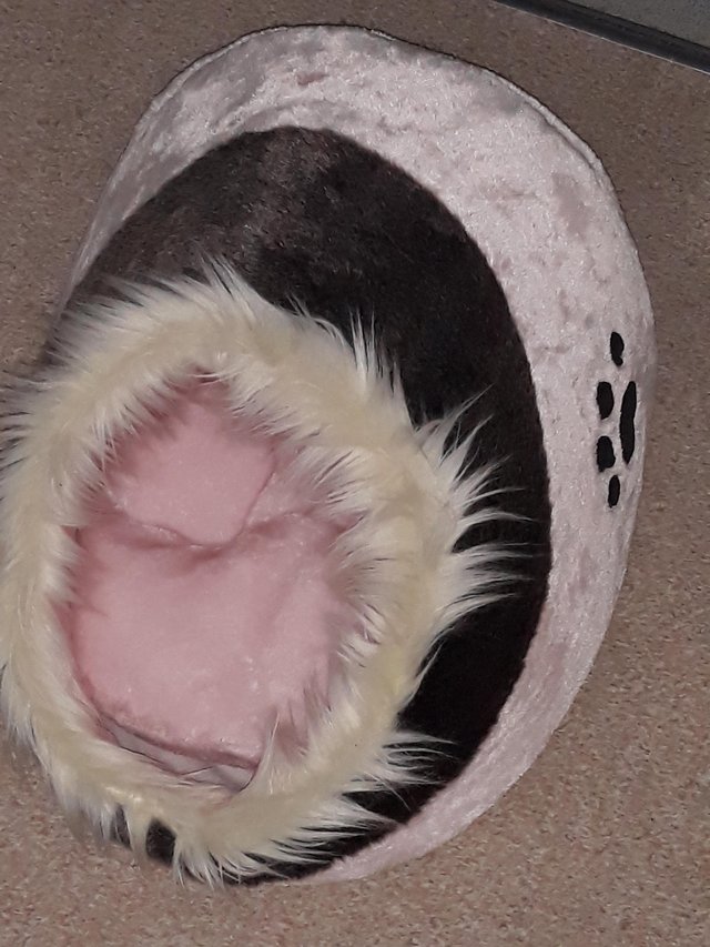 Preview of the first image of Kitten / puppy bed.