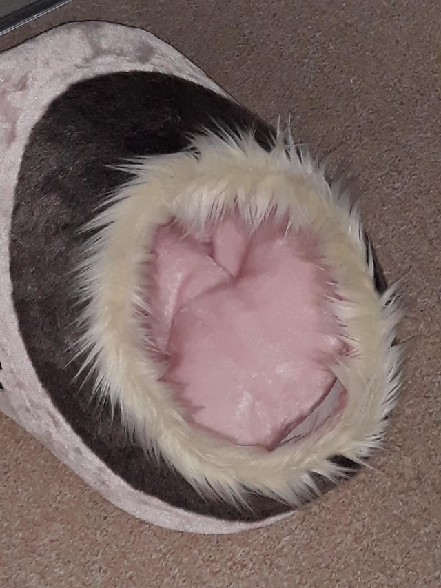 Image 2 of Kitten / puppy bed