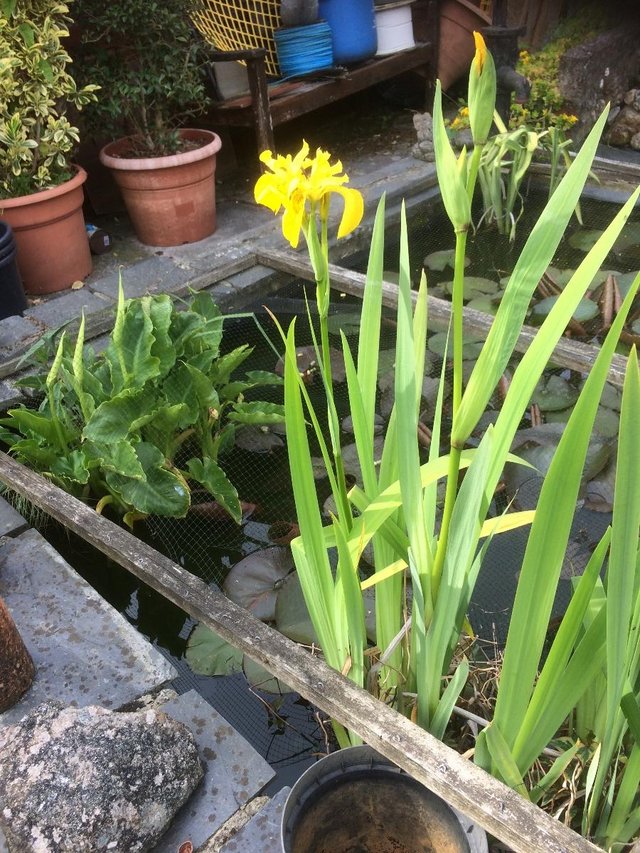 Preview of the first image of Yellow Iris Plant.