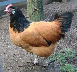 Preview of the first image of VORWERK CHICKENS - POL - GARDEN CHICKENS RARE BREED - CHICKS.