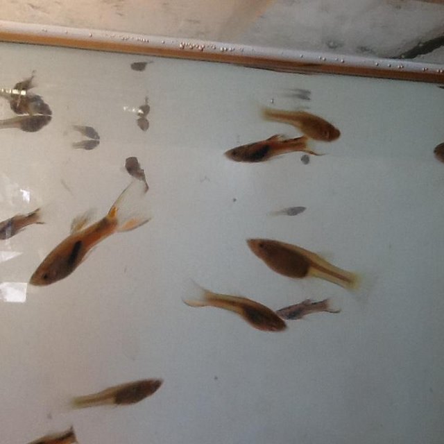 Preview of the first image of Tropical fish endlers and endler cross guppys £10 for 10.