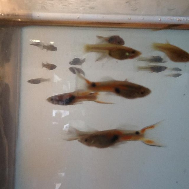 Image 2 of Tropical fish endlers and endler cross guppys £10 for 10