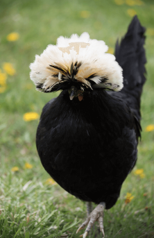 Preview of the first image of Polish Chickens - Pullets Chicks- POL - Rare Breed - Hens.