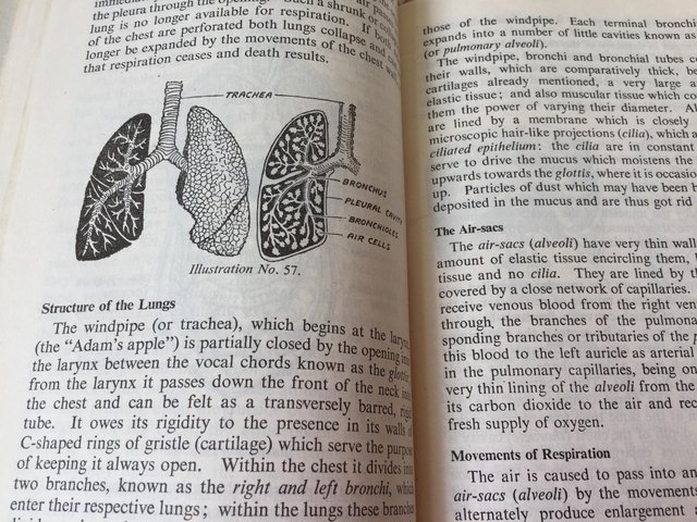 Image 16 of The Royal Life Saving Society Handbook of Instruction 1952