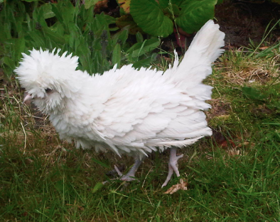 Preview of the first image of Polish Frizzle Chickens - Pullets Rare Breed - Hatching eggs.