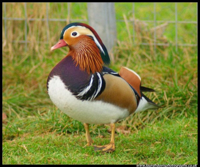 Preview of the first image of Ornamental Chinese Mandarin Ducks.