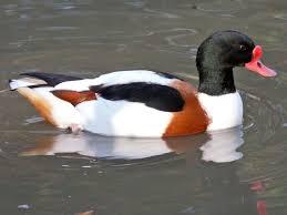 Image 2 of Ornamental Chinese Mandarin Ducks