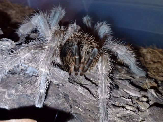 Preview of the first image of looking for a male Grammestola sp north Tarantula.
