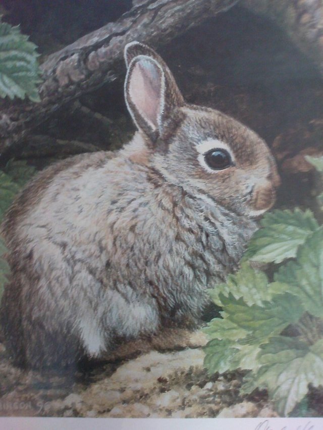 Preview of the first image of Andrew Hutchinson Young Rabbit Limited Edition Print.