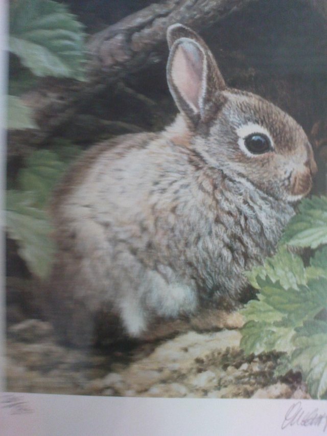 Image 2 of Andrew Hutchinson Young Rabbit Limited Edition Print