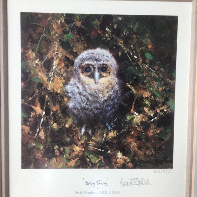 Preview of the first image of David Shepherd Baby Tawny signed & framed RARE 561/1500.
