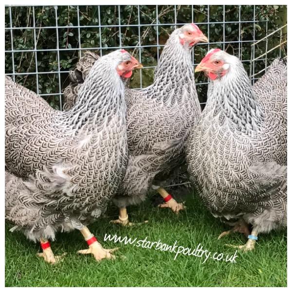 Image 42 of *POULTRY FOR SALE,EGGS,CHICKS,GROWERS,POL PULLETS*