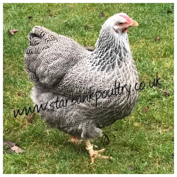 Image 43 of *POULTRY FOR SALE,EGGS,CHICKS,GROWERS,POL PULLETS*