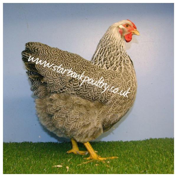 Image 44 of *POULTRY FOR SALE,EGGS,CHICKS,GROWERS,POL PULLETS*