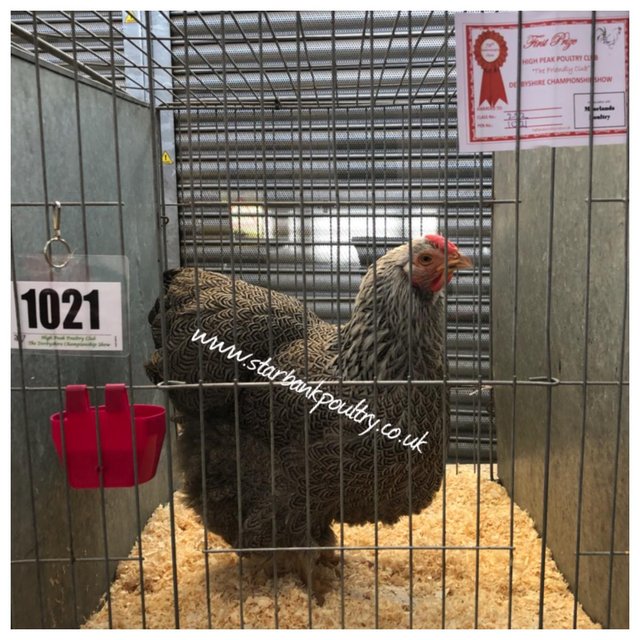 Image 46 of *POULTRY FOR SALE,EGGS,CHICKS,GROWERS,POL PULLETS*